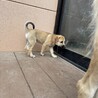 【中型子犬】天真爛漫なら元気いっぱい女の子！ サムネイル4