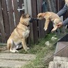 【中型子犬】天真爛漫なら元気いっぱい女の子！ サムネイル5