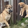 【中型子犬】天真爛漫なら元気いっぱい女の子！ サムネイル6