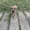 【中型子犬】天真爛漫なら元気いっぱい女の子！ サムネイル7