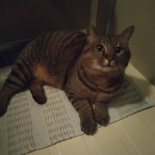 超甘えん坊キジトラ猫くん