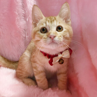 人なつっこい甘えん坊の茶トラ『つくね君』２カ月半