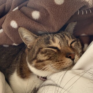 大人しくて気分屋なたまちゃん︎︎ ︎︎ ♀