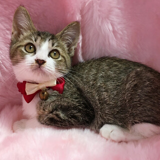 目が合うだけでゴロゴロ『しめじ君』２カ月半