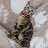 アメショ風ブラウン子猫★人慣れバツグン！ サムネイル3