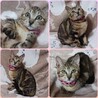 アメショ風ブラウン子猫★人慣れバツグン！ サムネイル6