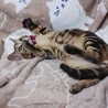 アメショ風ブラウン子猫★人慣れバツグン！ サムネイル7