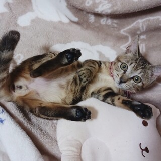 アメショ風ブラウン子猫★人慣れバツグン！