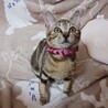 アメショ風ブラウン子猫★人慣れバツグン！ サムネイル2