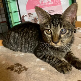 甘えん坊の撫子ちゃん