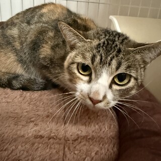 撫で撫で大好きキジ三毛ちゃん