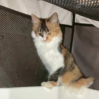 人慣れ訓練中のリカちゃん