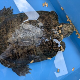 元気な亀さんです