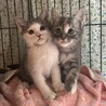 【1/11三田】大らかなで穏やかな子猫と美猫ママ サムネイル7