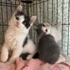 【1/11三田】大らかなで穏やかな子猫と美猫ママ サムネイル3