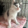 【1/11三田】大らかなで穏やかな子猫と美猫ママ サムネイル5