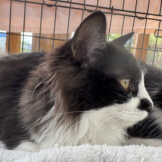 5月生まれの男の子！しっぽが短くまん丸！まるくん