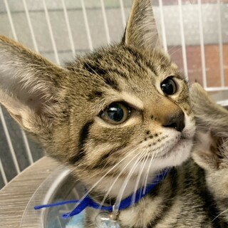 募集停止お膝や人の側が大好き⭐️ブルベ