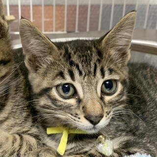 少し小柄、物怖じせず好奇心旺盛⭐️イエべ