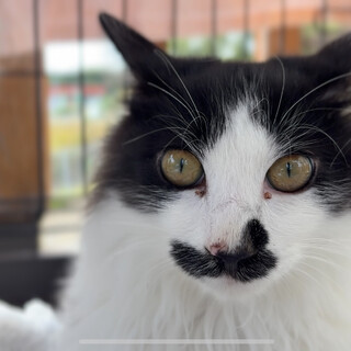 5月生まれの男の子！短いカギしっぽ！はちくん