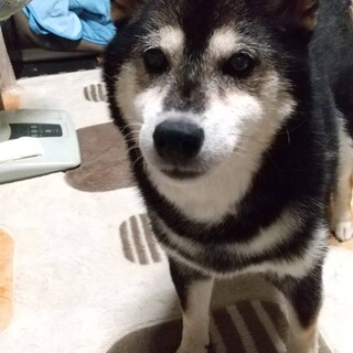 【急募】14歳メス　黒柴の里親を募集しています。