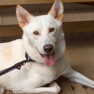 石垣島生まれのエネルギッシュな甘えん坊