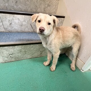 カフェオレ色の女の子　（8月30日生）　