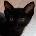 とっても可愛い♡黒猫のノワール君