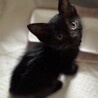 とっても可愛い♡黒猫のノワール君 サムネイル2