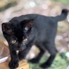 とっても可愛い♡黒猫のノワール君 サムネイル5