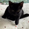 とっても可愛い♡黒猫のノワール君 サムネイル6