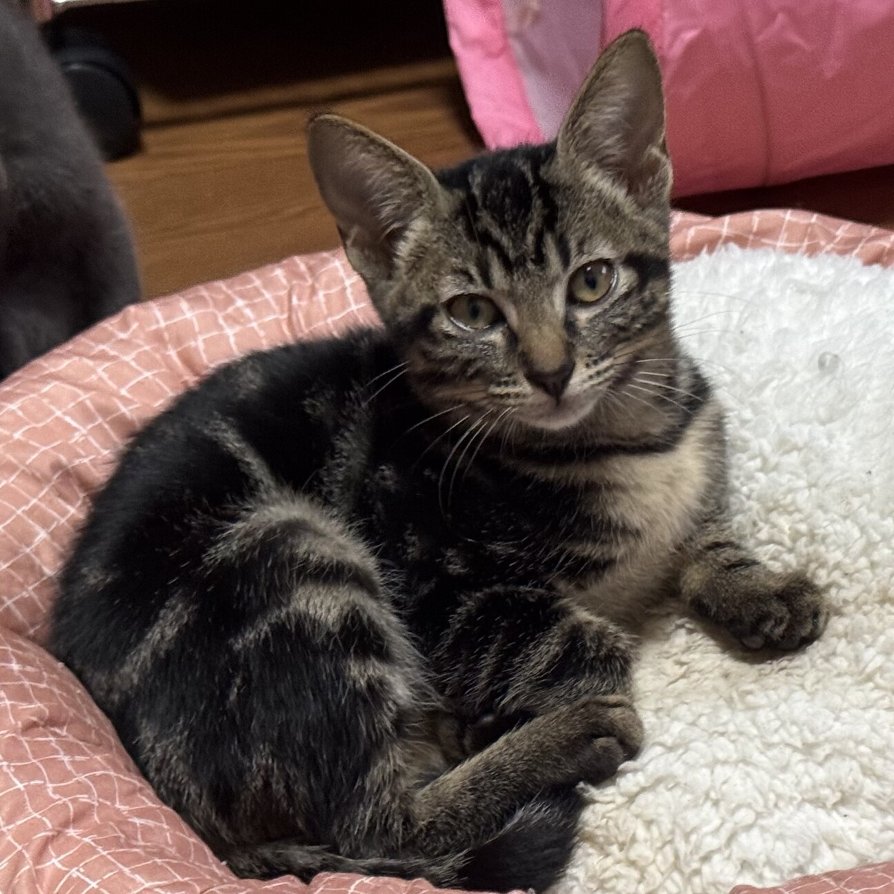 ブラウンクラシックタビー」大阪府 - 猫の里親募集(529446) 3枚目の