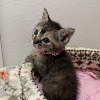 ミルク育ち♡可愛い盛りの女の子