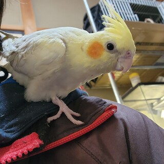 オカメインコ里親募集