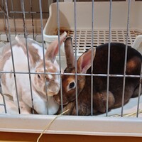 すみれ＆あんず