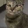 甘えん坊＆おしゃべり美人猫 こはくちゃん