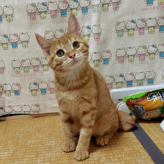 子猫の里親さんを募集しています
