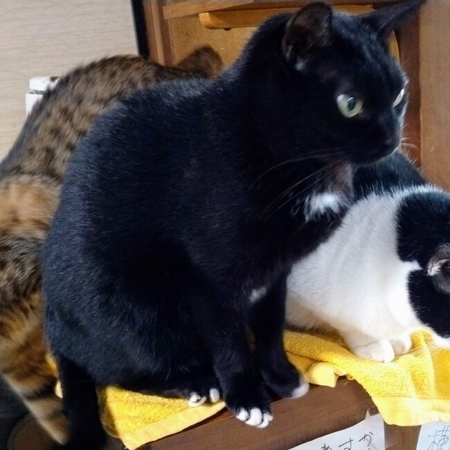Nオオシバのカバー写真