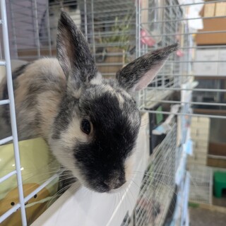 No.880 加須ハーレーくん