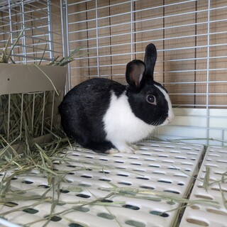 No.963 春日部の学校ブラックダッチくん