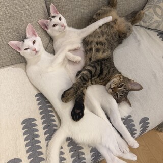 【11/16三田】お見合い可★個性豊か6ニャンズ