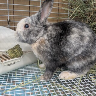 No.884 加須ハレルンくん