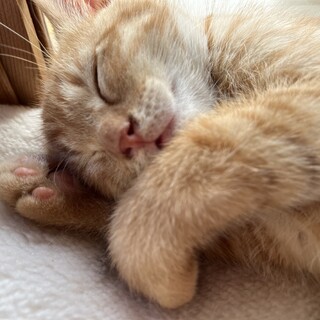 やんちゃな茶トラ！実は甘えん坊・くり