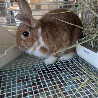 No.904 川口チャタちゃん