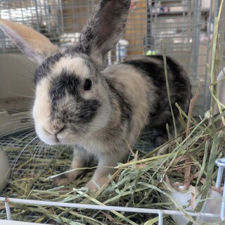 No.878 加須ハレハレくん