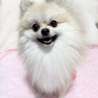 ポメラニアンとても甘えん坊な子です