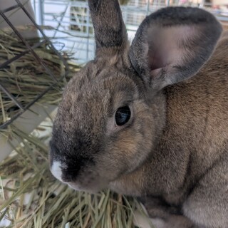 No.654 吉川小学校まるチロトットちゃん