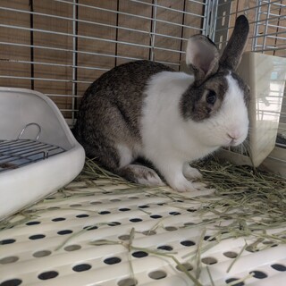 No.759 小川町ブルーハチワレくん