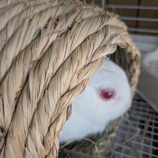 No.820 美濃加茂耳ふちレッドアイちゃん