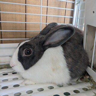 No.962 春日部の学校ブルーダッチちゃん